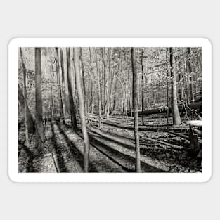 Long Shadows in the Forest Sticker